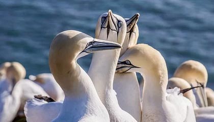 《天国：拯救2》第三款DLC即将上线，全新地图与剧情