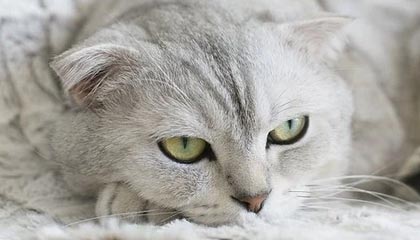 《合金装备Δ：食蛇者》已正式推出在线多人模式「猎狐」