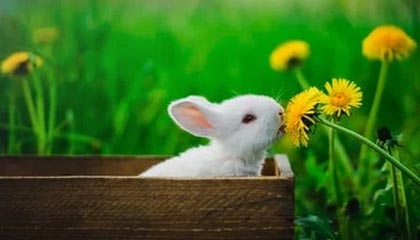 《合金装备Δ：食蛇者》已正式推出在线多人模式「猎狐」